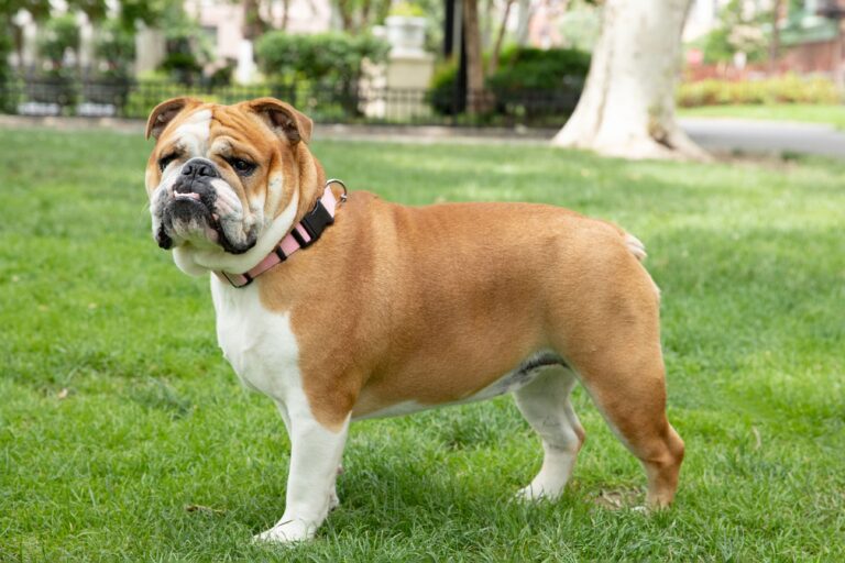What Breeds Make an English Bulldog? Discover Their Unique Origins & Traits