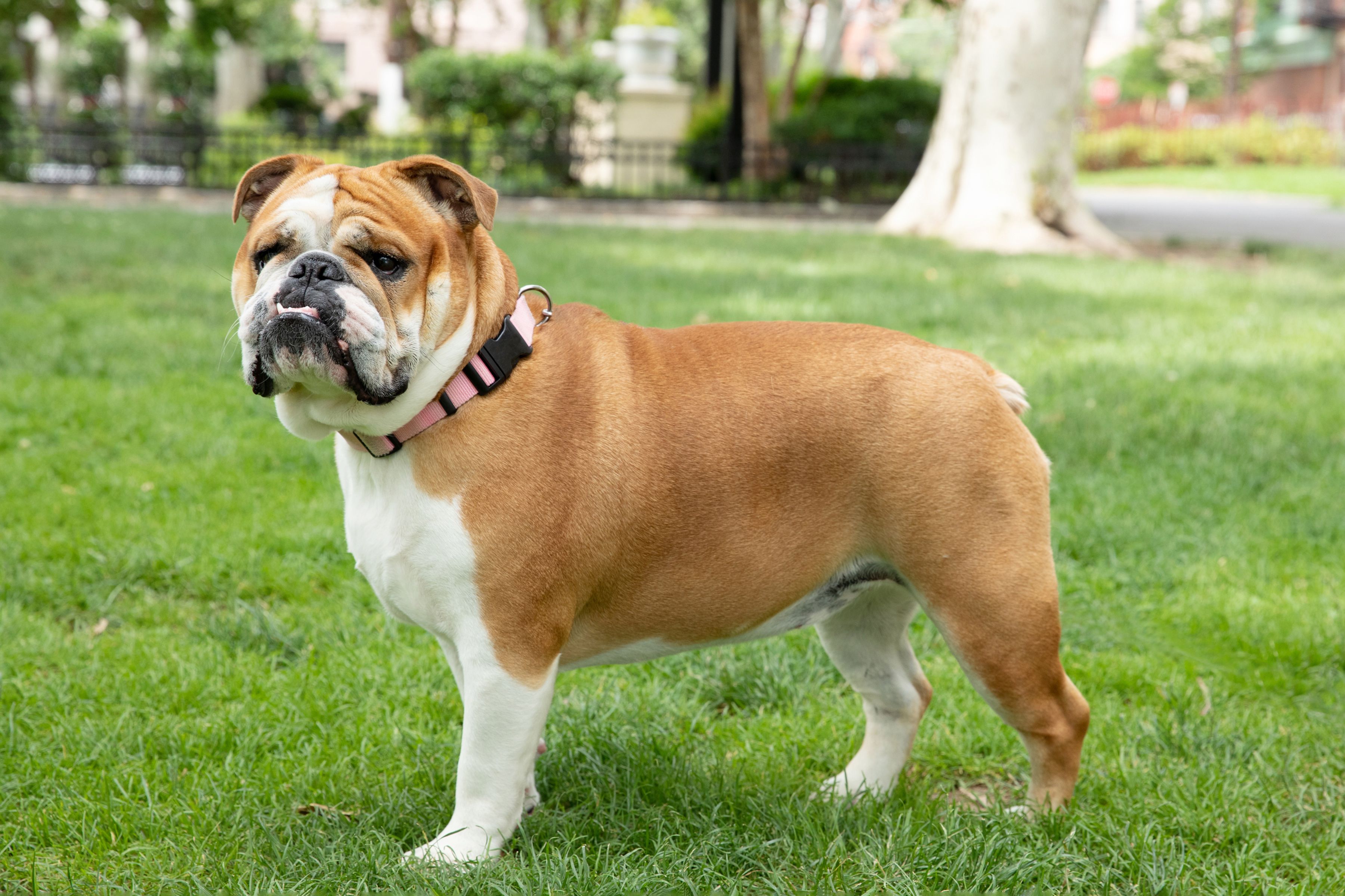 What Breeds Make an English Bulldog