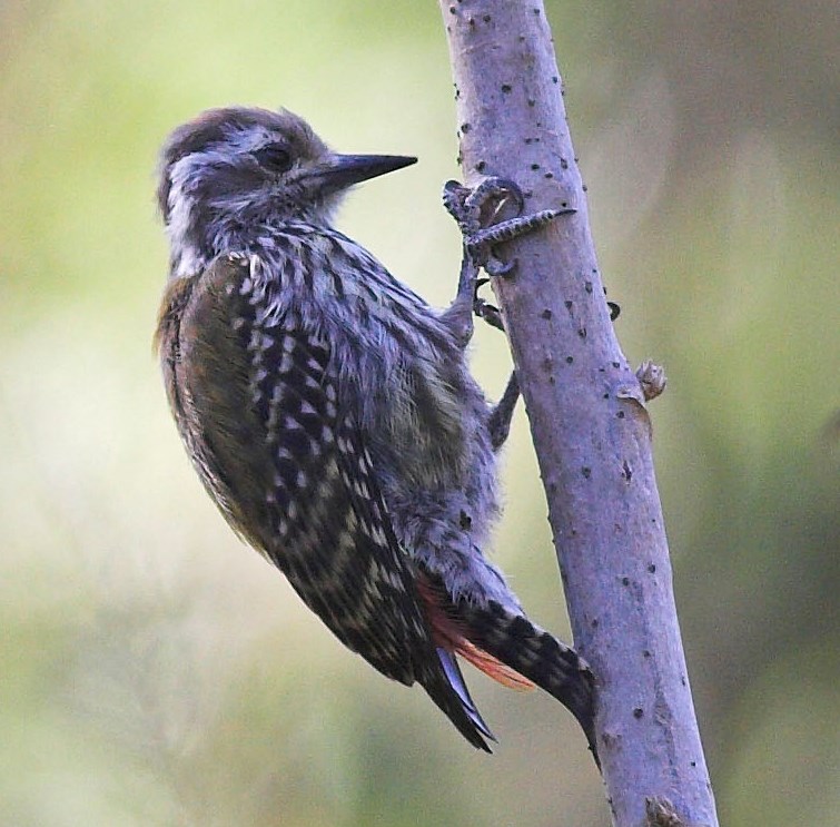 Abyssinian Woodpecker