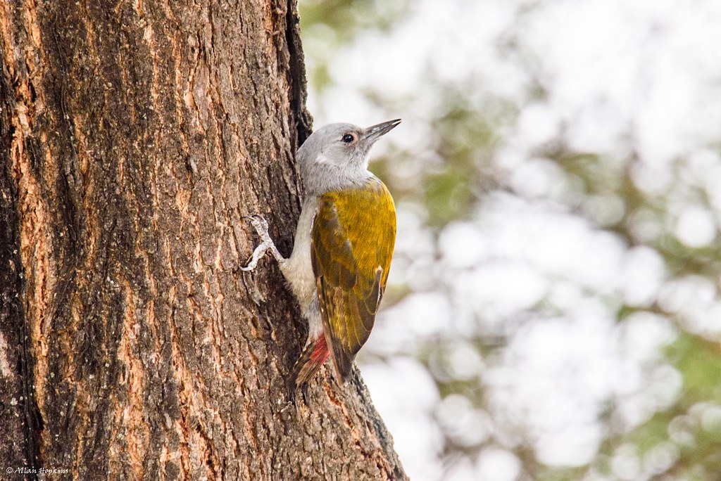 African Grey Woodpecker