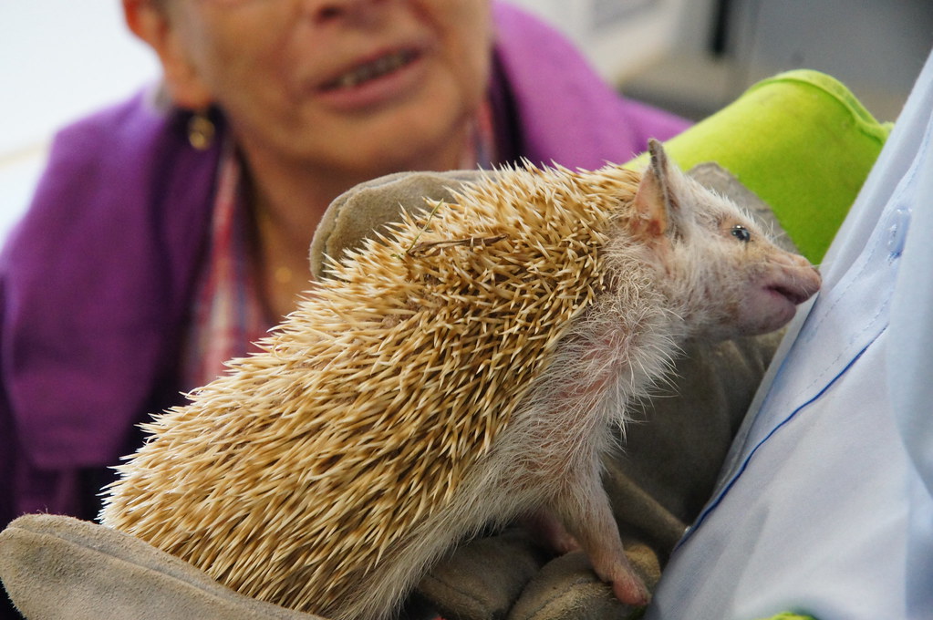 African pygmy hedgehogs