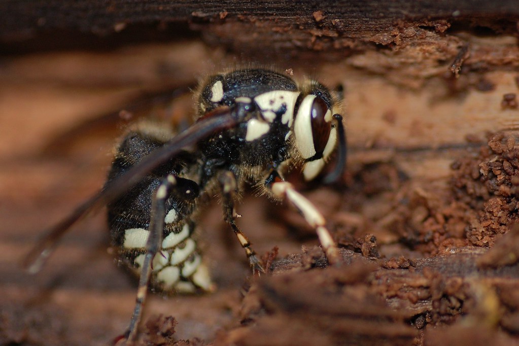 Bald-faced Hornets