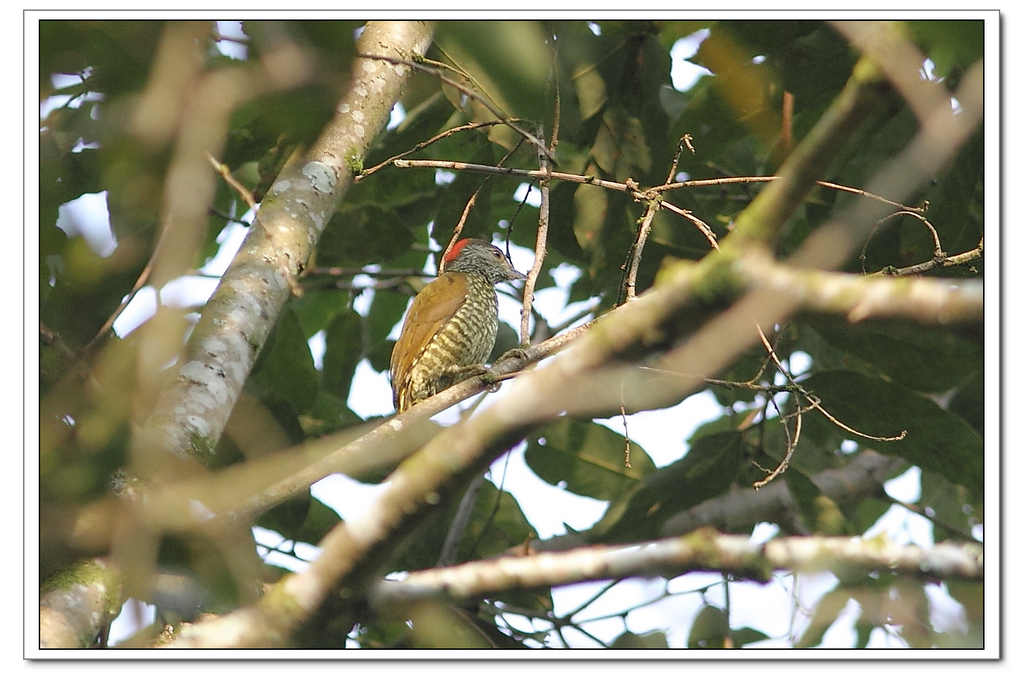 Buff-spotted Woodpecker