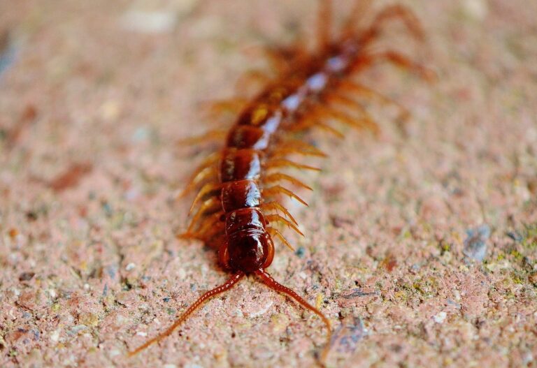 8 Dangerous Centipedes You’ll Find in Your Texas Home