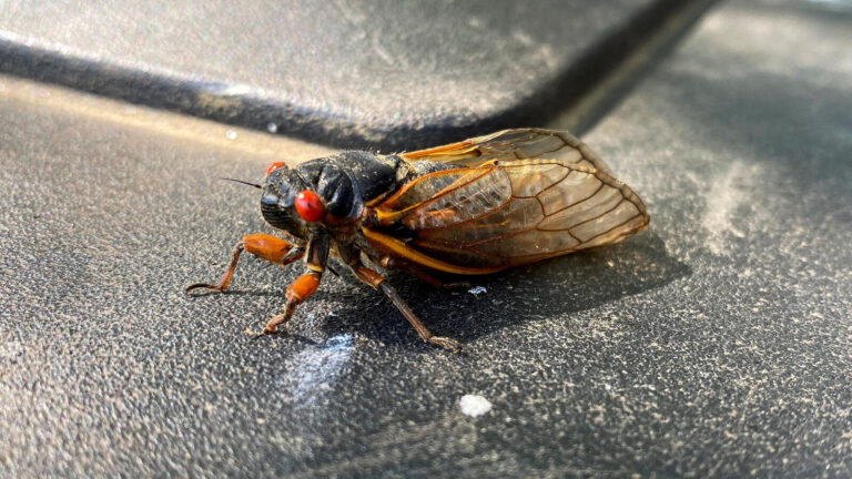 The 9 Cicada Species You’ll Find in Michigan (And When to Hear Them)