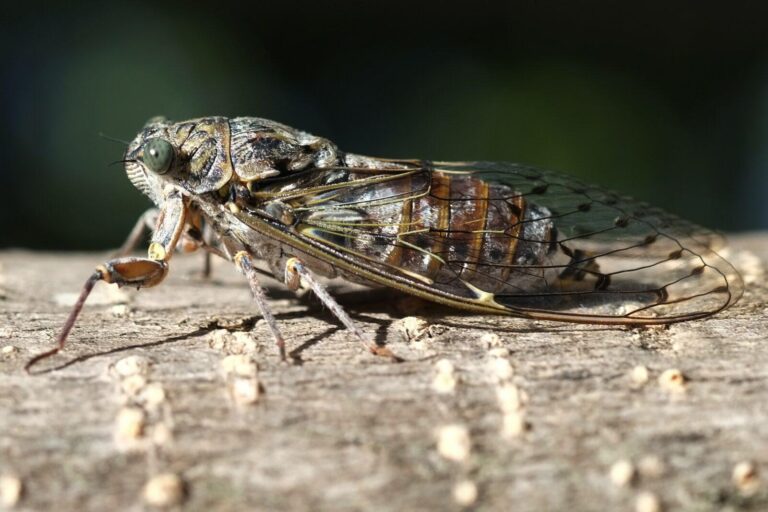 Cicadas in North Carolina: 14 Species You’ll Encounter This Summer