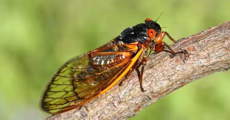 Identify These 9 Common Cicada Species in Ohio