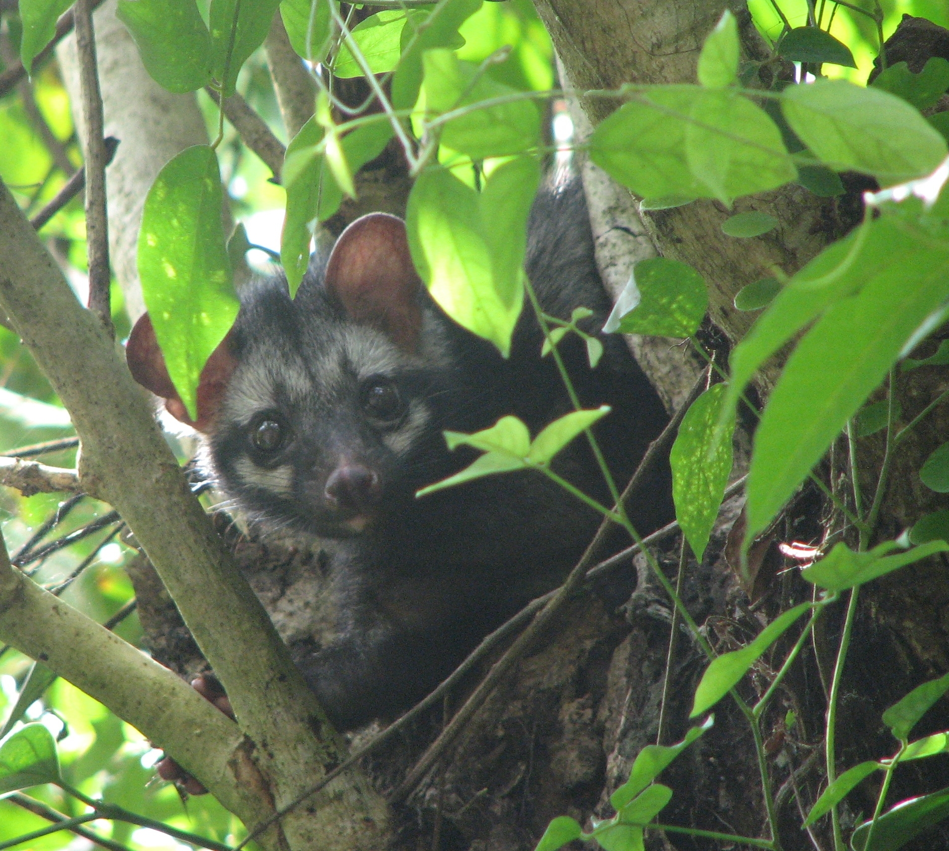 Civets