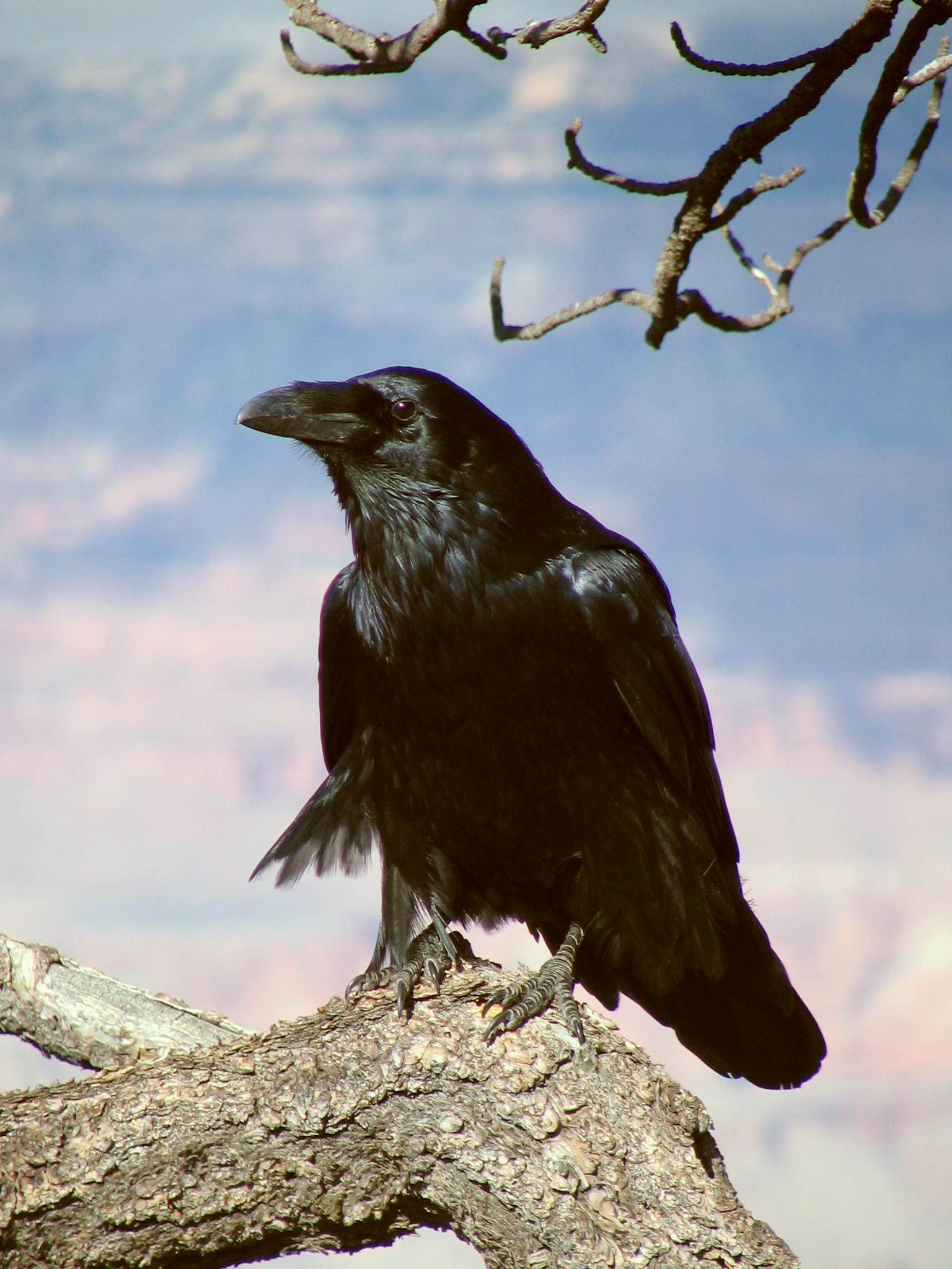 Common Raven