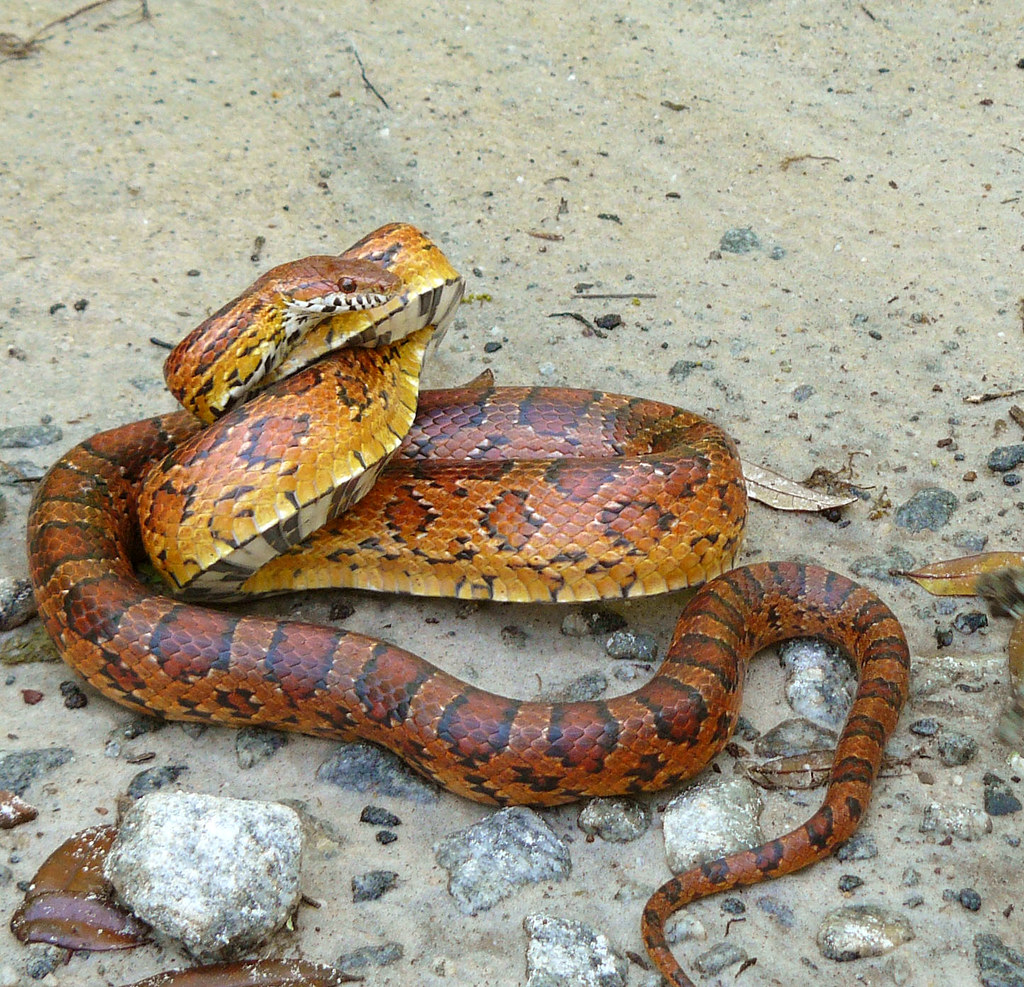 Corn Snakes