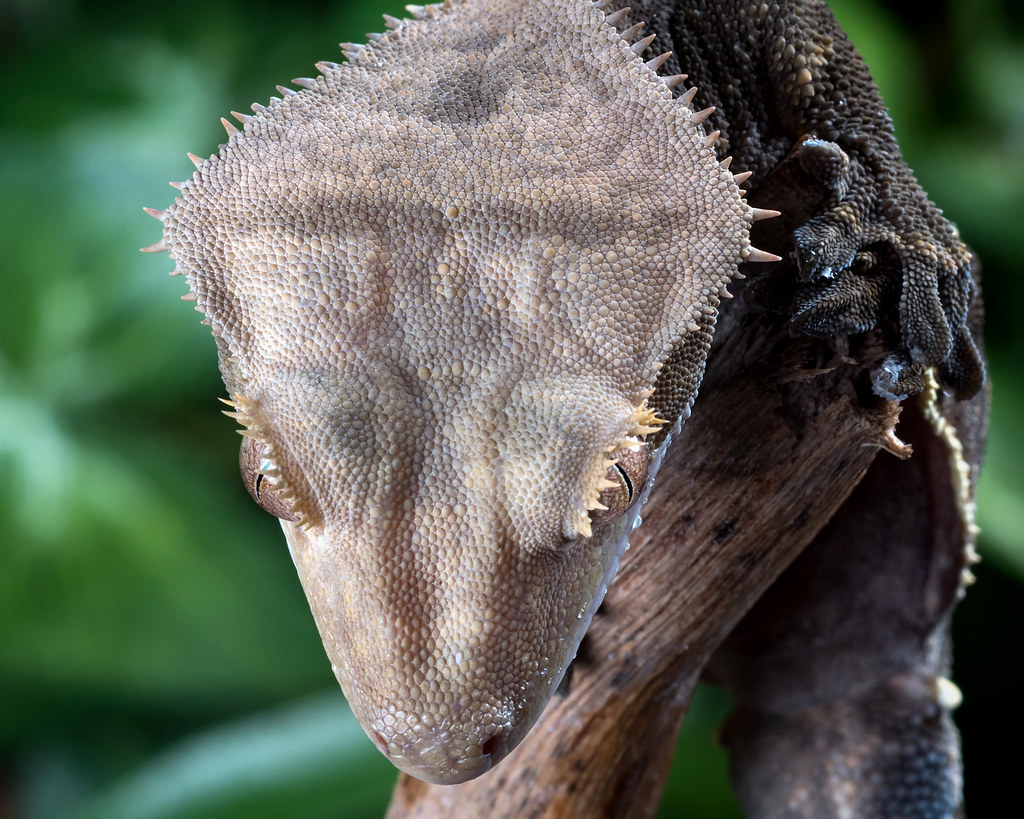 Crested Geckos