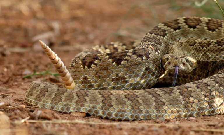 19 Dangerous Animals in California You Should Avoid at All Costs