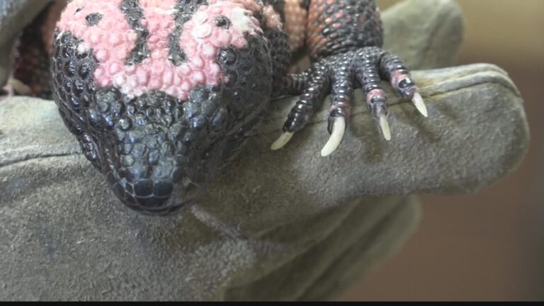 The 11 Most Dangerous Animals in Colorado: What They Look Like and How to Stay Safe