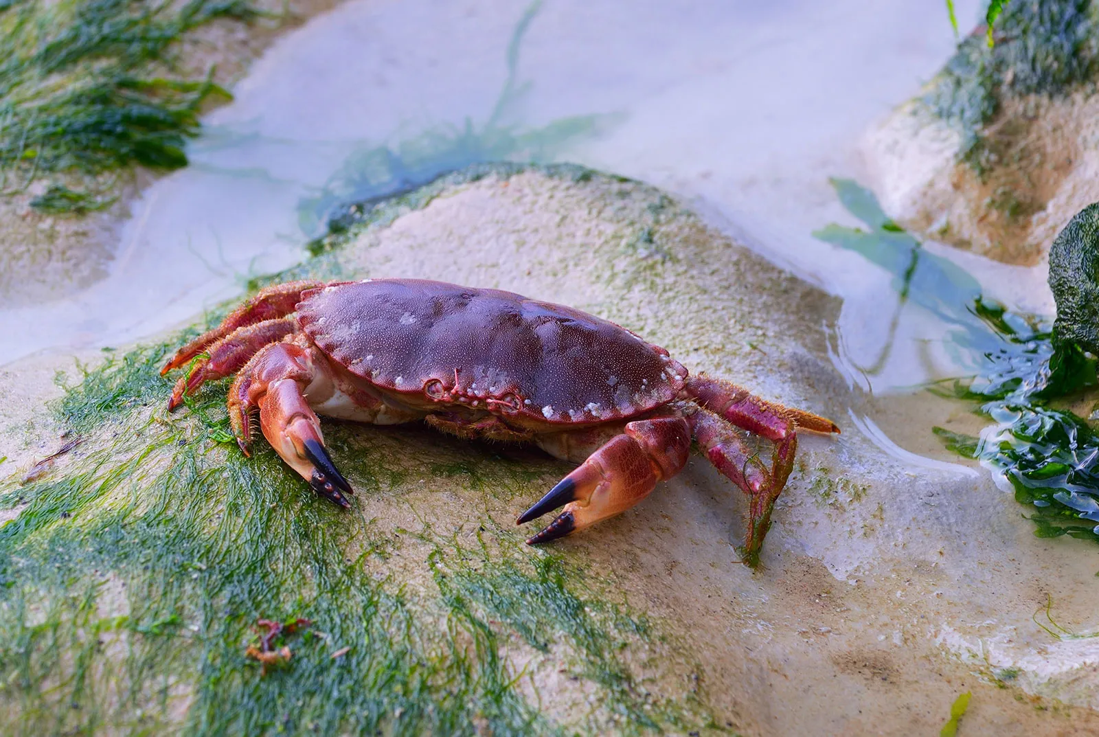 edible crabs in texas