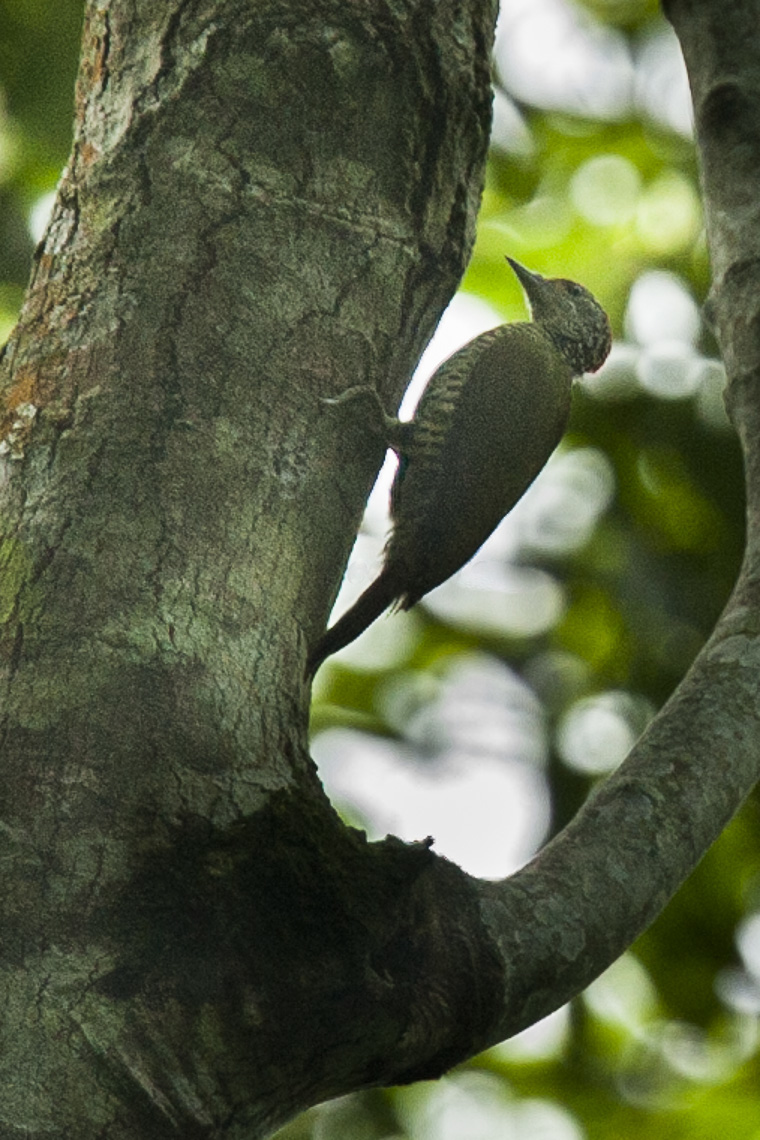 Fine-banded Woodpecker