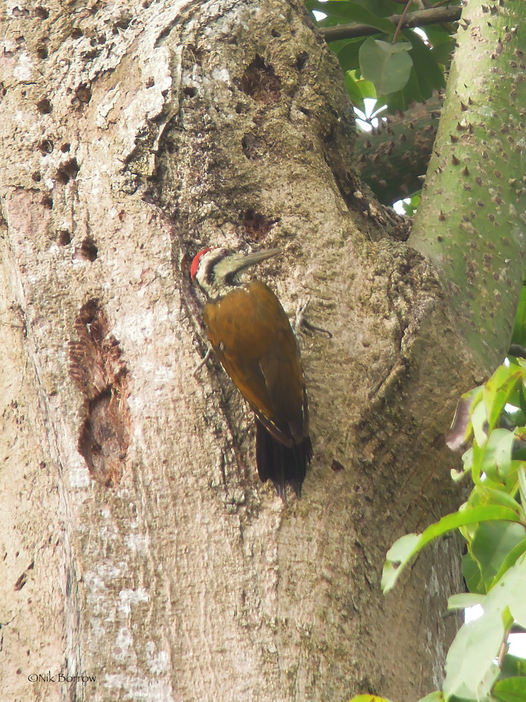 Fire-bellied Woodpecker
