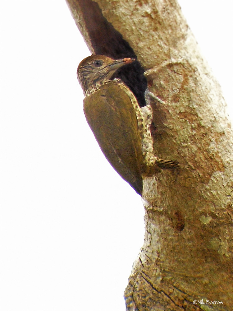 Gabon Woodpecker