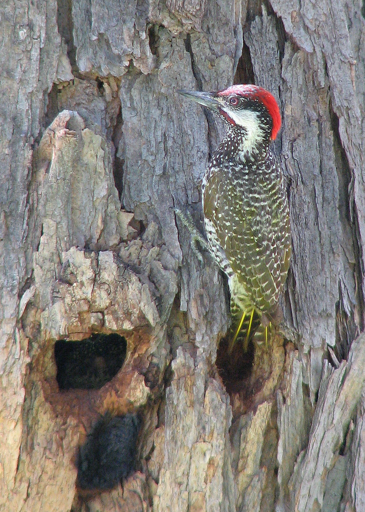 Golden-tailed Woodpecker