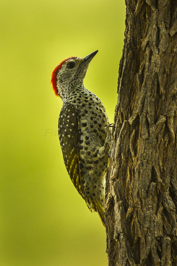 Green-backed Woodpecker