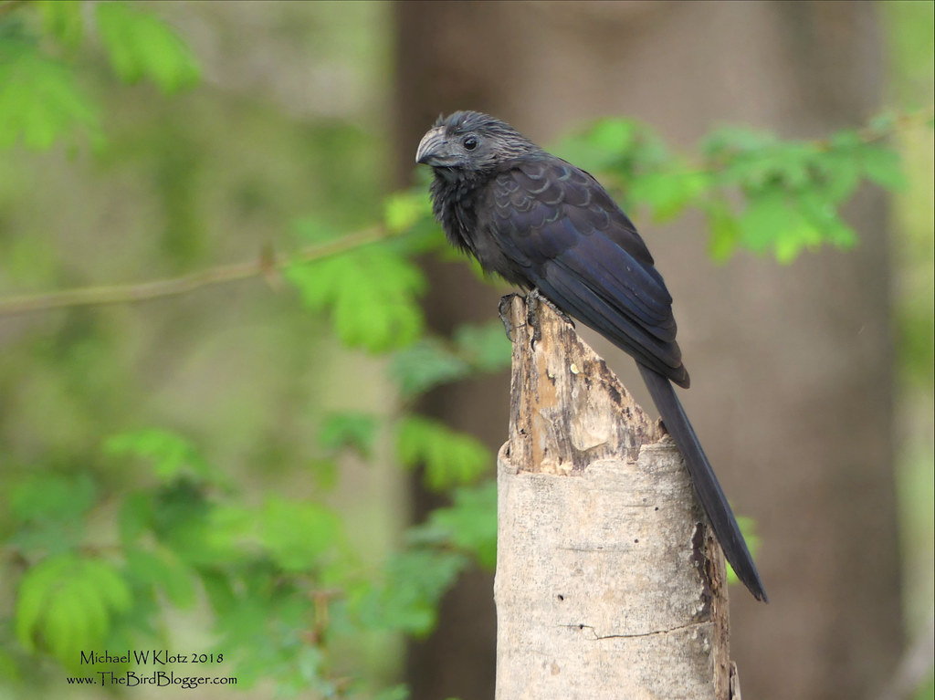 Groove-billed Ani