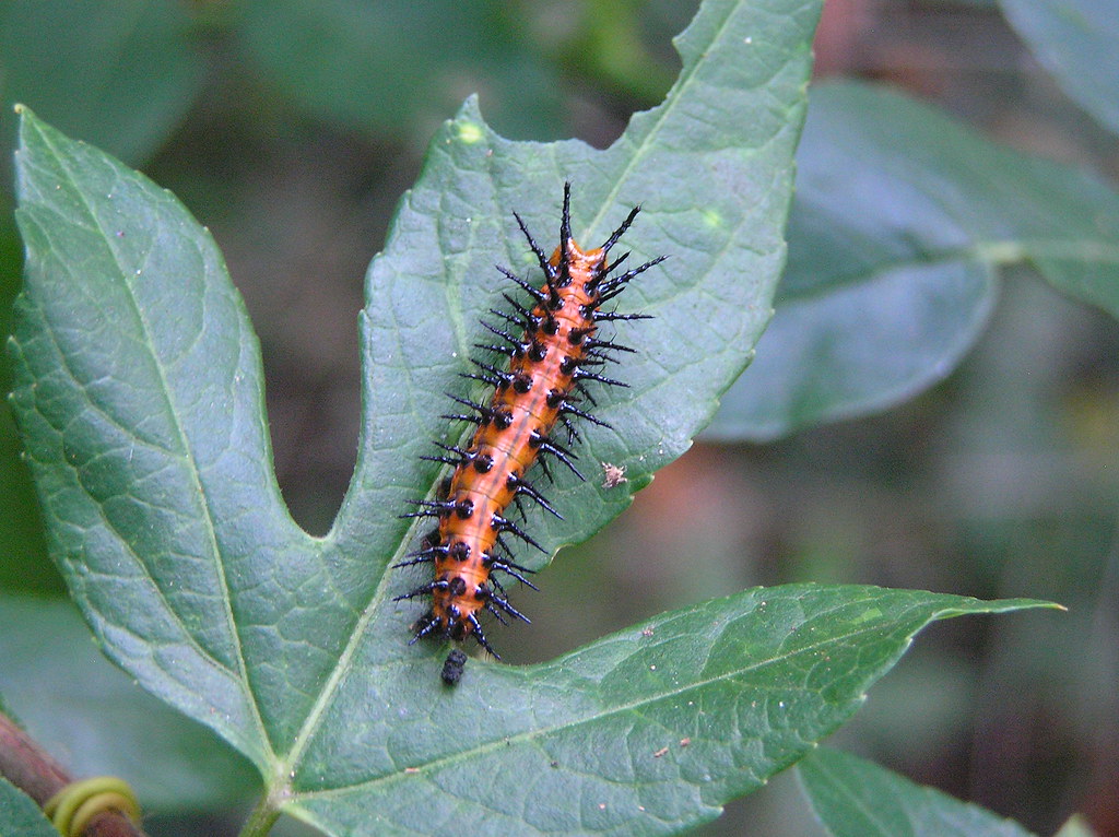 Gulf Fritillary Caterpillar