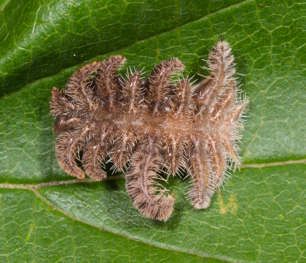 Hag Moth Caterpillar