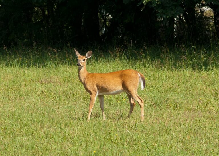 The Complete Guide to Invasive Deer Species in Hawaii