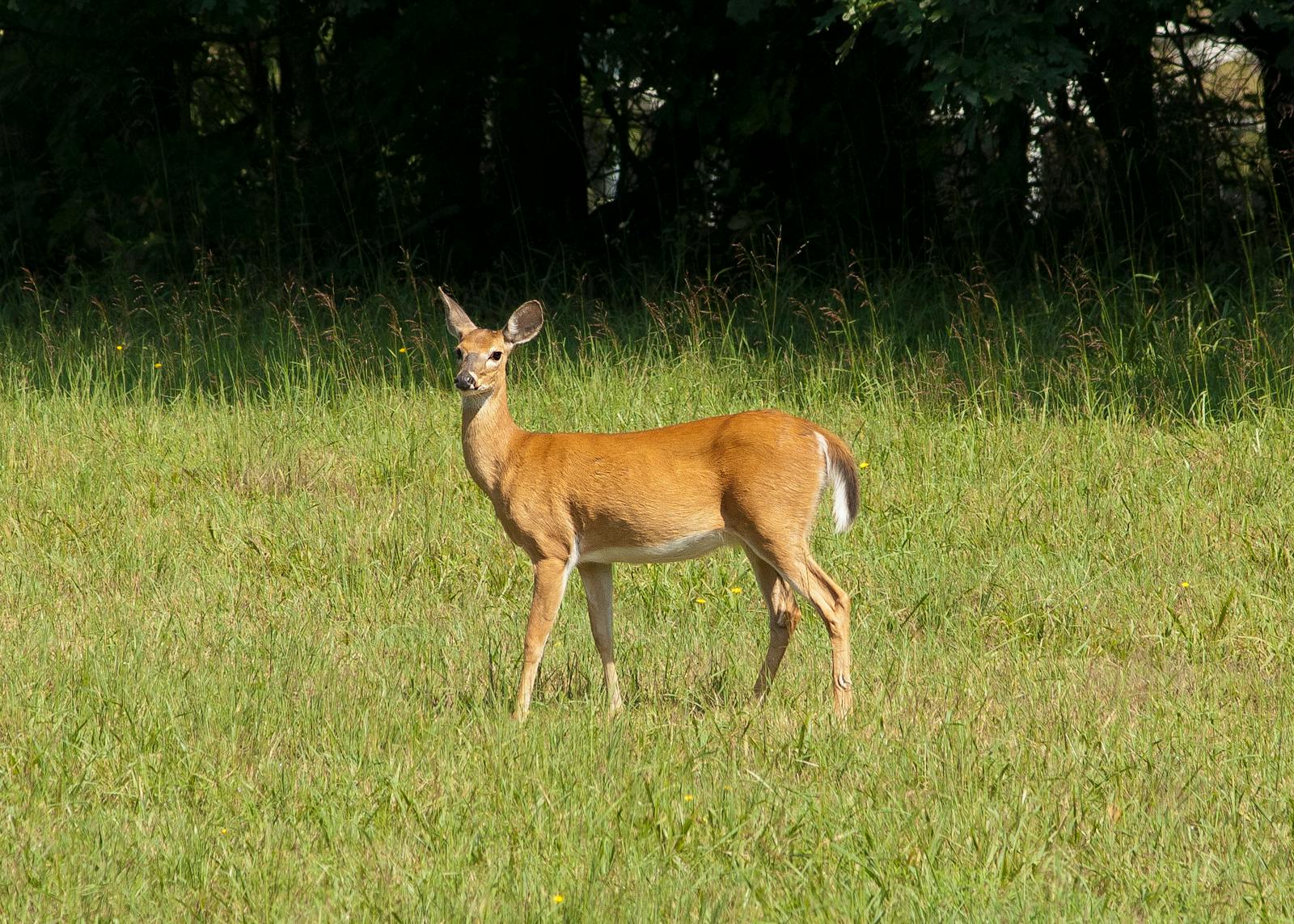 Invasive deer in Hawaii