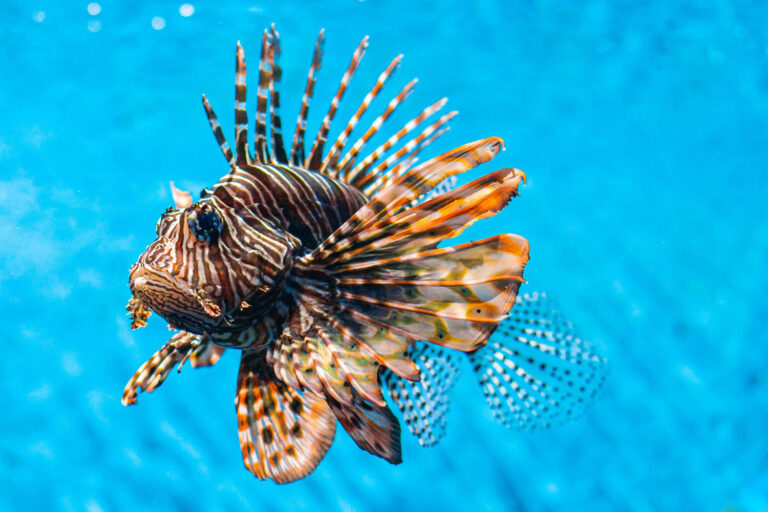 10 Invasive Fish Species Every Lake Erie Angler Should Know