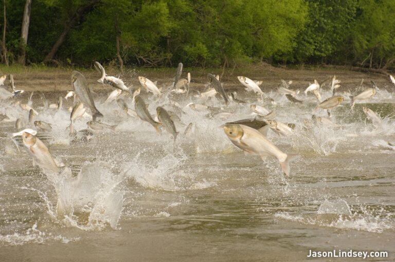 Great Lakes Under Attack: 12 Invasive Fish Species You Need to Recognize