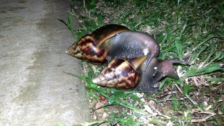 Hawaii’s Invasive Snails: 7 Species Threatening Your Garden and Health