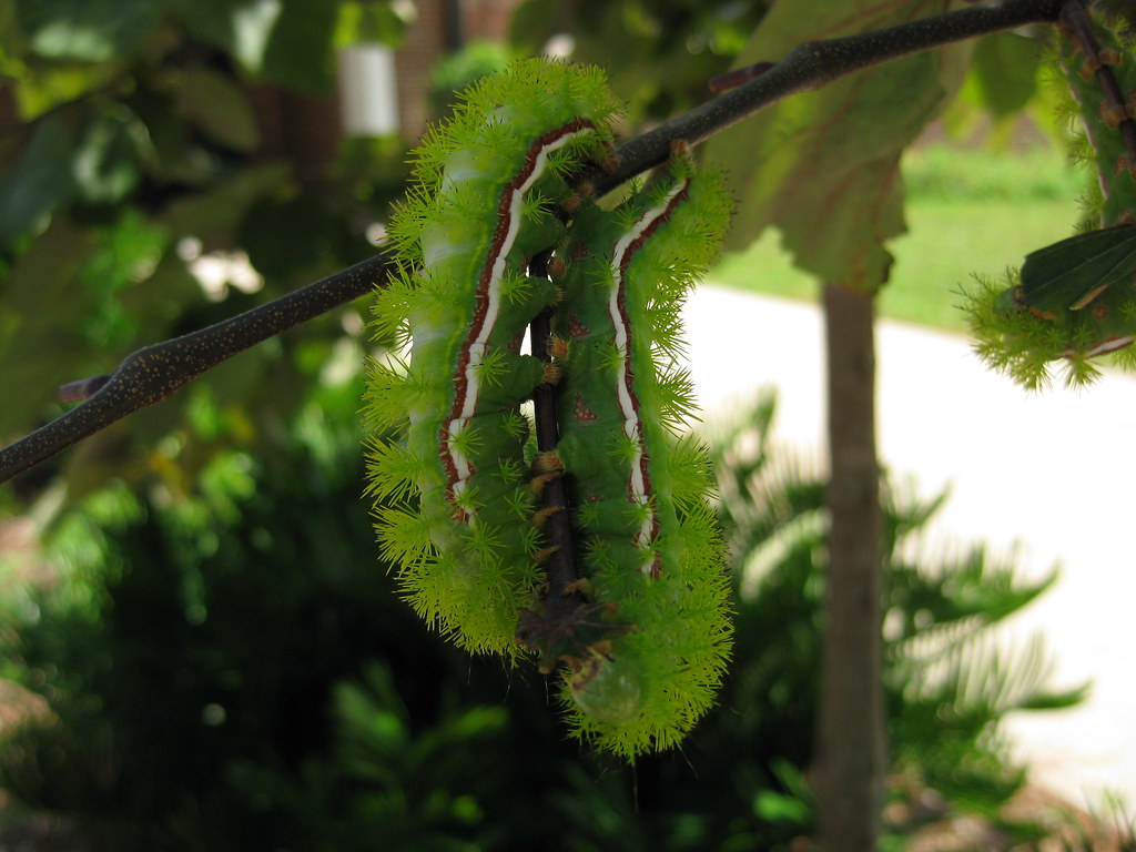 Io Moth Caterpillar