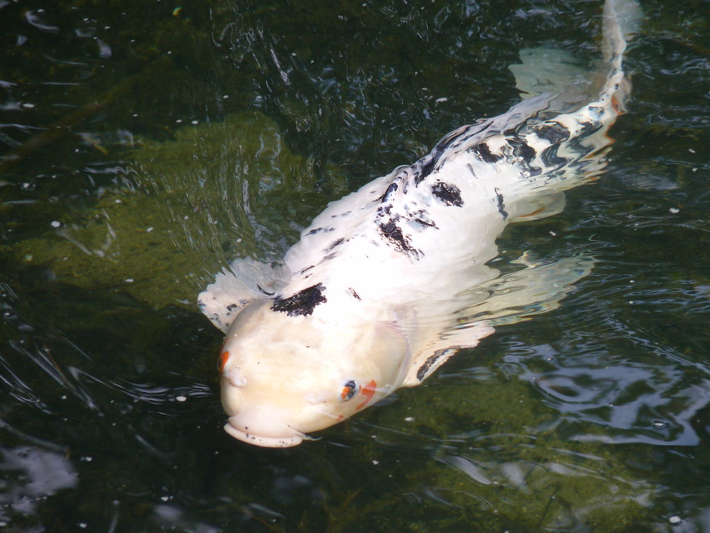 Koi Fish