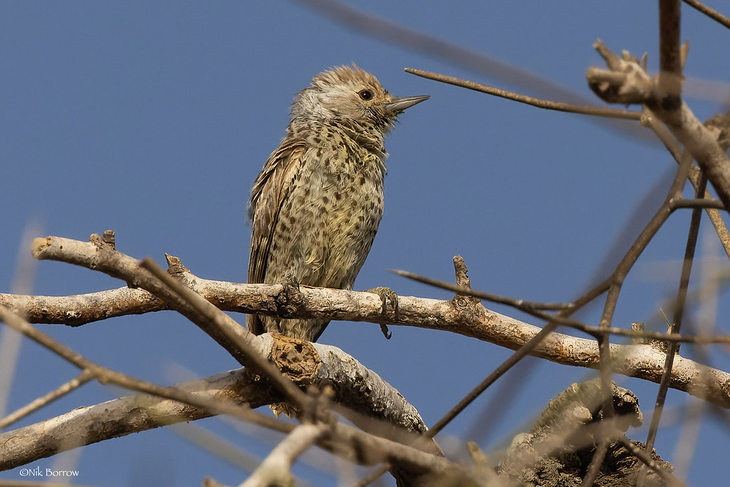 Little Grey Woodpecker
