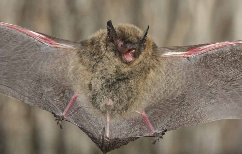 Long-legged Myotis