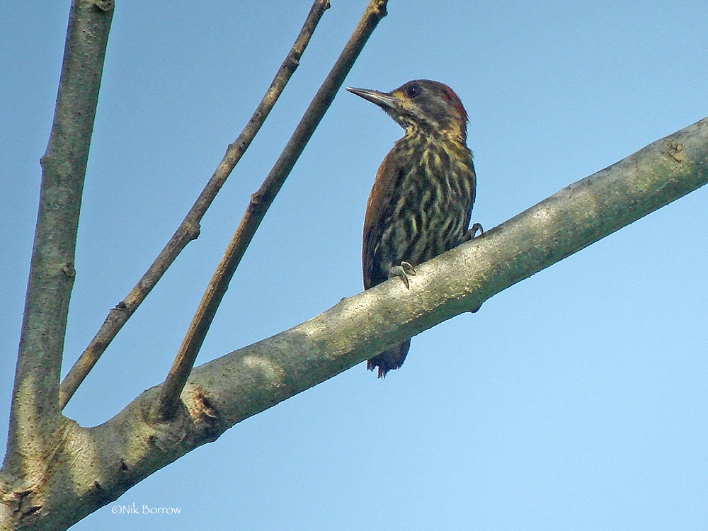 Melancholy Woodpecker
