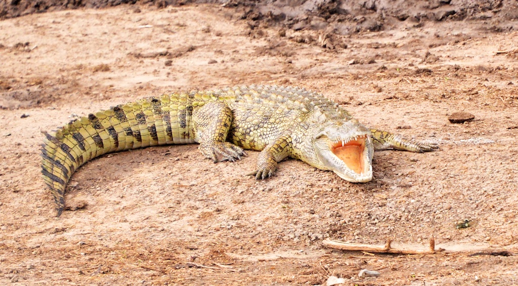 Nile Crocodiles