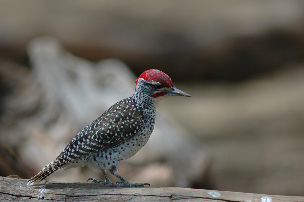 Nubian Woodpecker