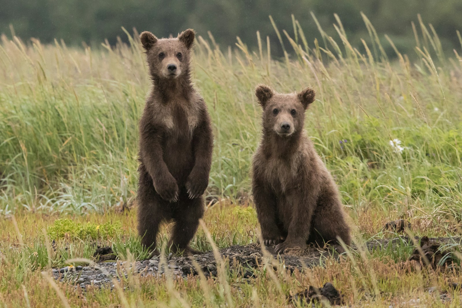 Predators of bears