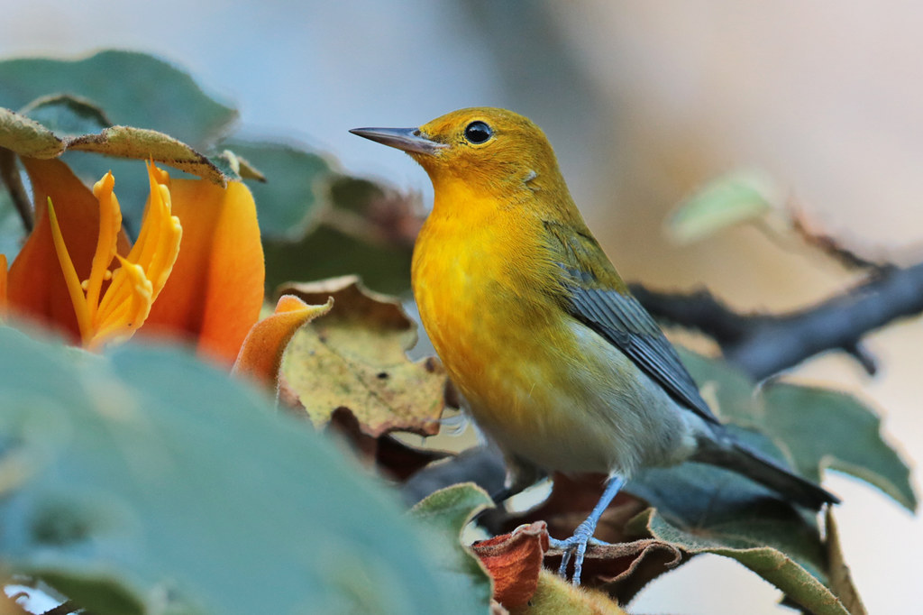 Prothonotary Warbler