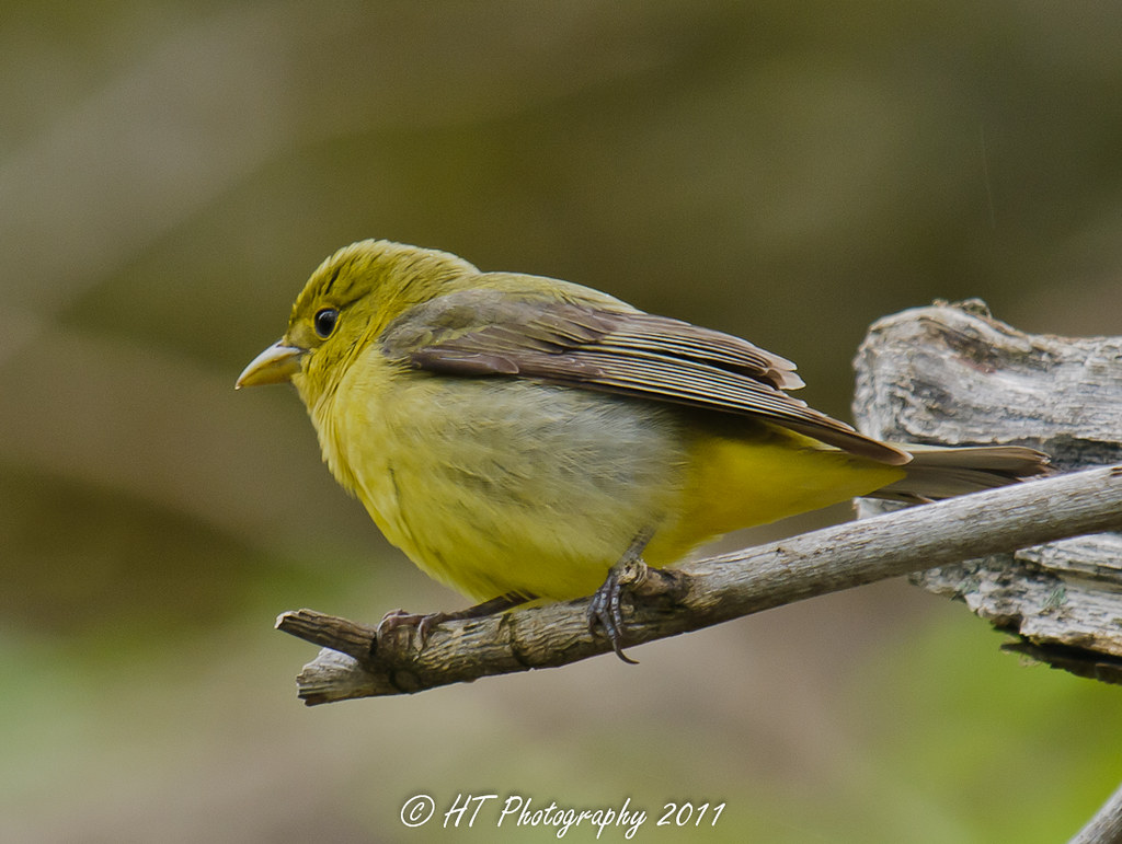 Scarlet Tanager (Female)