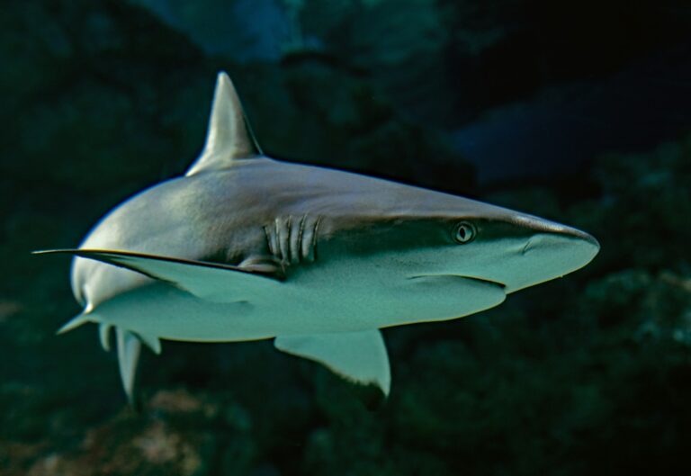 The Complete Guide to Sharks in Clearwater Florida Waters