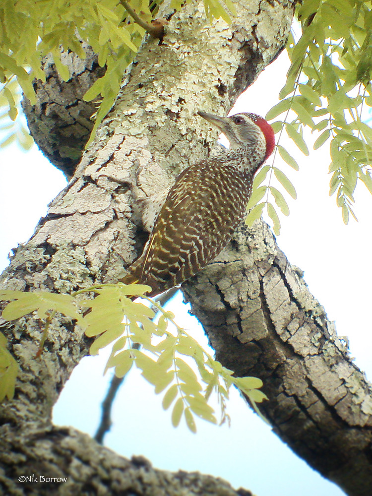 Speckle-throated Woodpecker