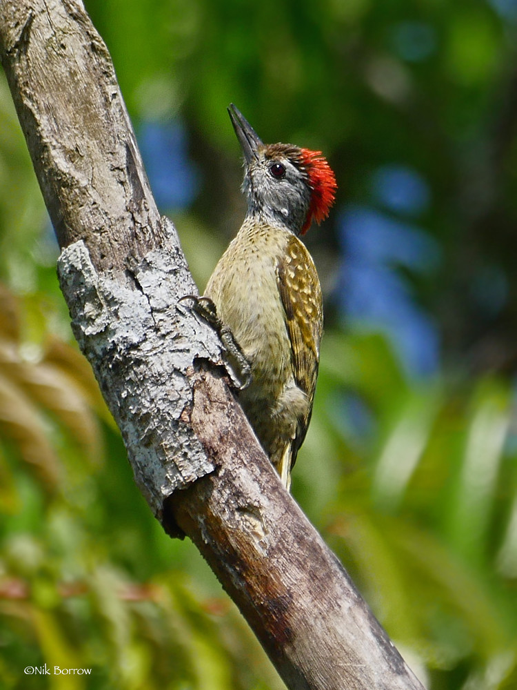 Speckled woodpecker (Dendropicos poecilolaemus)
