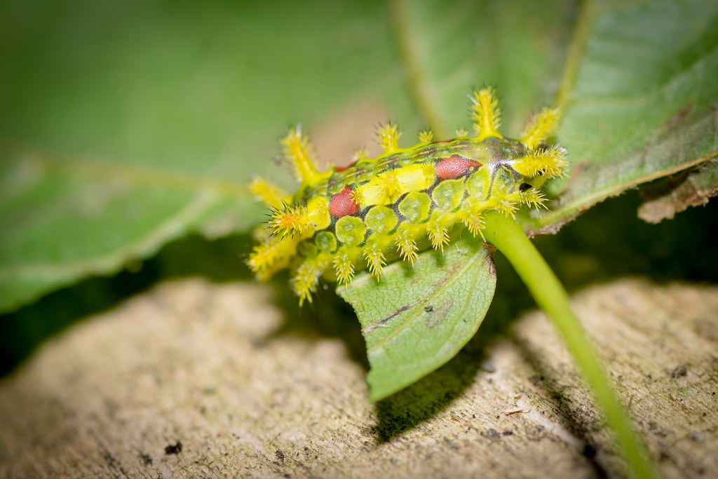 Spiny Oak Slug Caterpillar