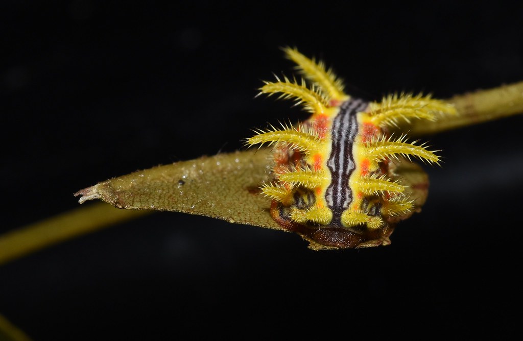 Stinging Rose Caterpillar