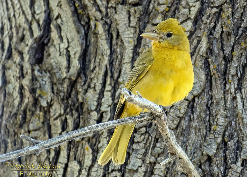 Summer Tanager (Female)