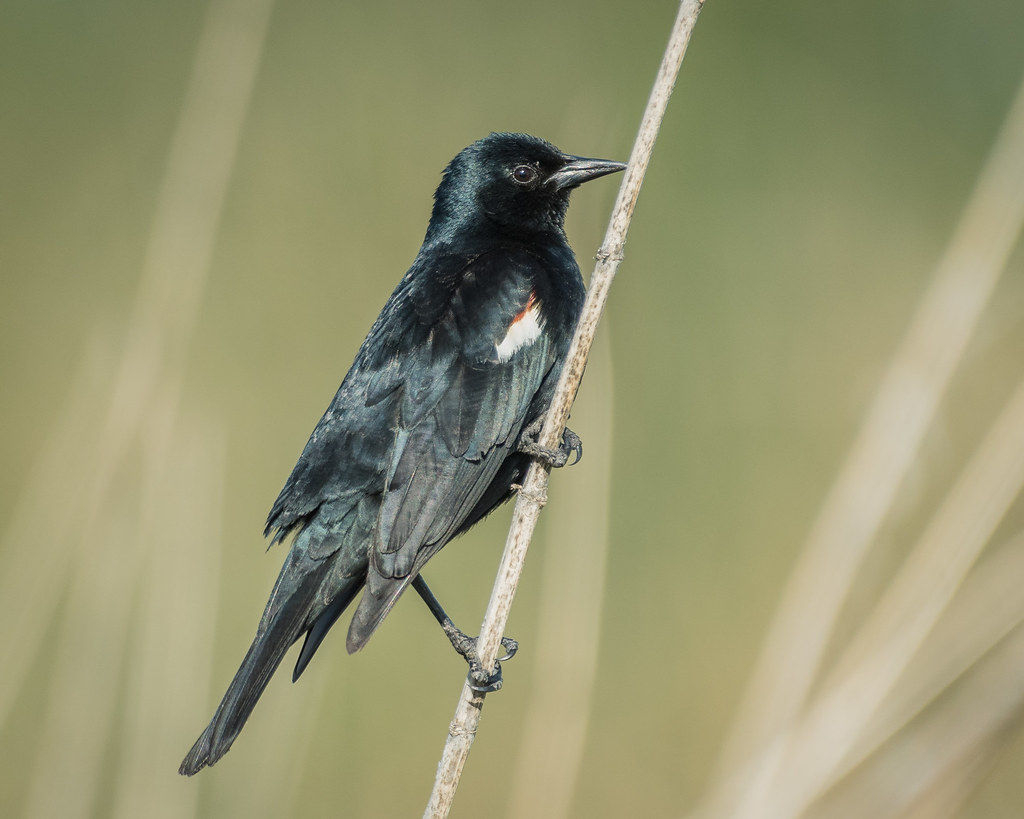 Tricolored Blackbird