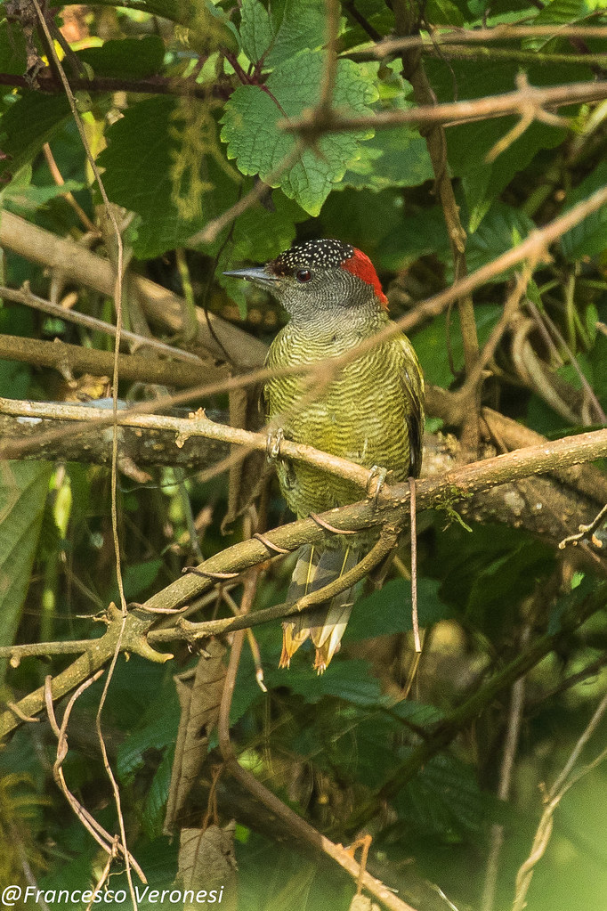 Tullberg's Woodpecker