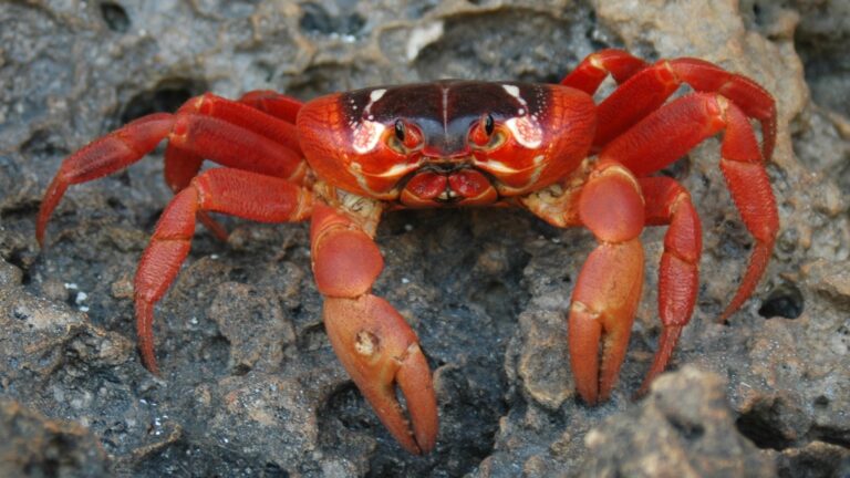 10 Fascinating Crab Species Living in Charleston’s Salt Marshes and Beaches